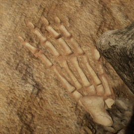 In-Game Dinosaur Bone Location